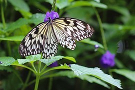 butterfly-1234444__180.jpg